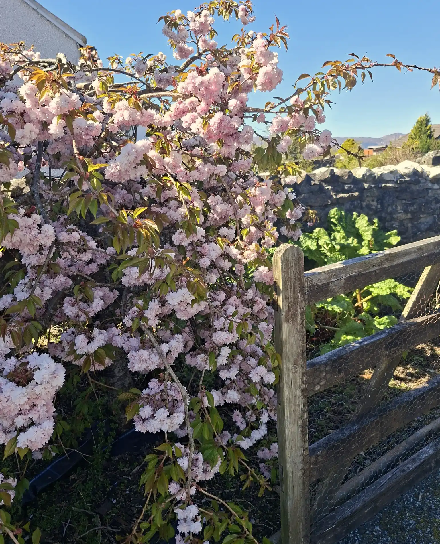 Bothan na Beinne Cottage40